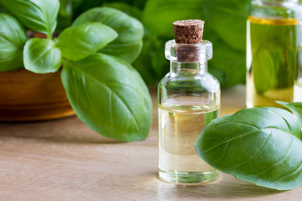 basil oil and its uses