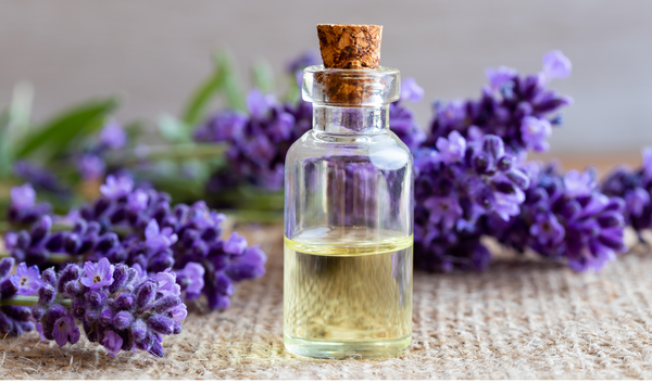 Lavender Essential Oil – A cure for your anxiety